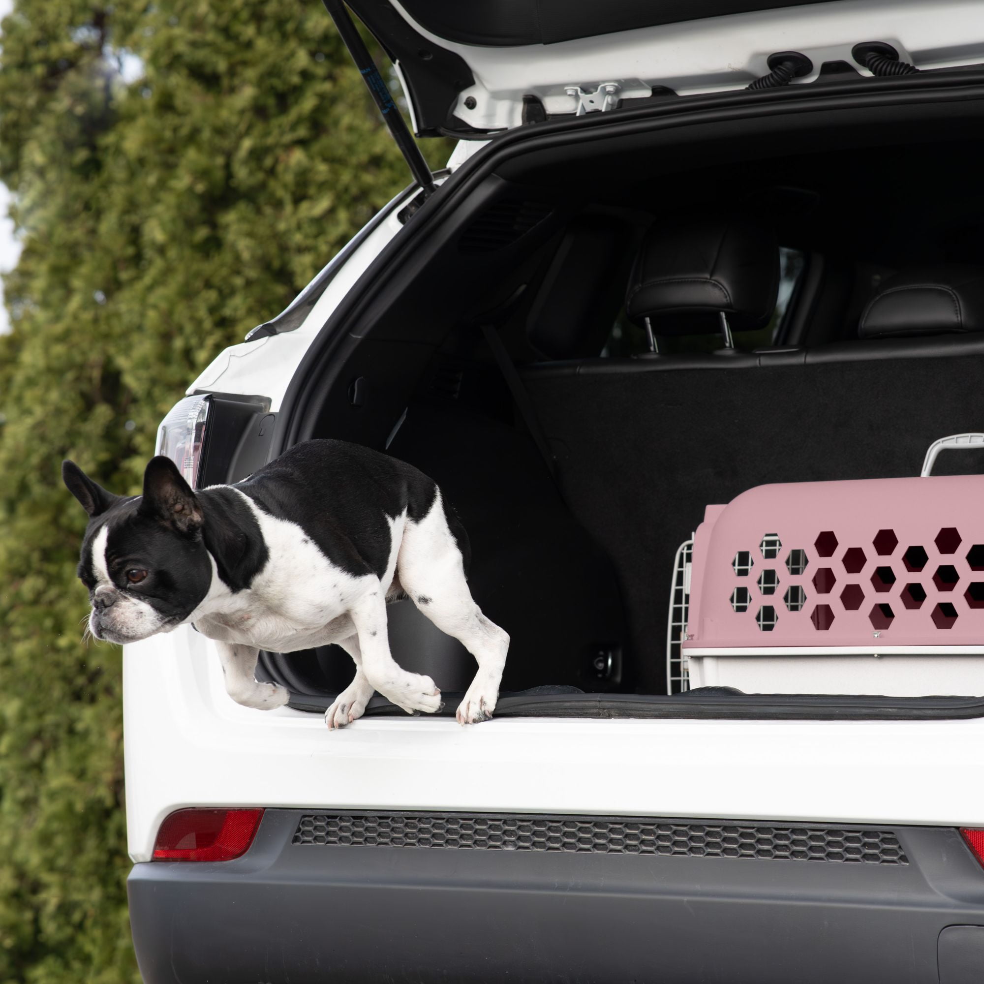 Vibrant Life 26" Plastic Portable Kennel for Dogs, Pink