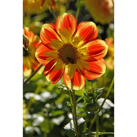 Pooh Anemone Flowered Mignon Dahlia #1 Size Root Clump - NEW! - Vivid Orange