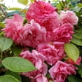 thumbnail image 2 of Heirloom Roses CL Pinkie Climbing Roses Bush Seeds, 2 of 3