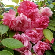 Heirloom Roses CL Pinkie Climbing Roses Bush Seeds