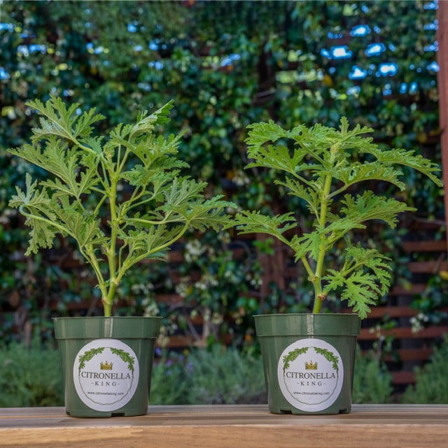 2 Citronella Plants, Scented Geranium, 4-inch Nursery Pot, Mosquito Plant, Minimum 8 Inches Total Height from base of pot to top of plant