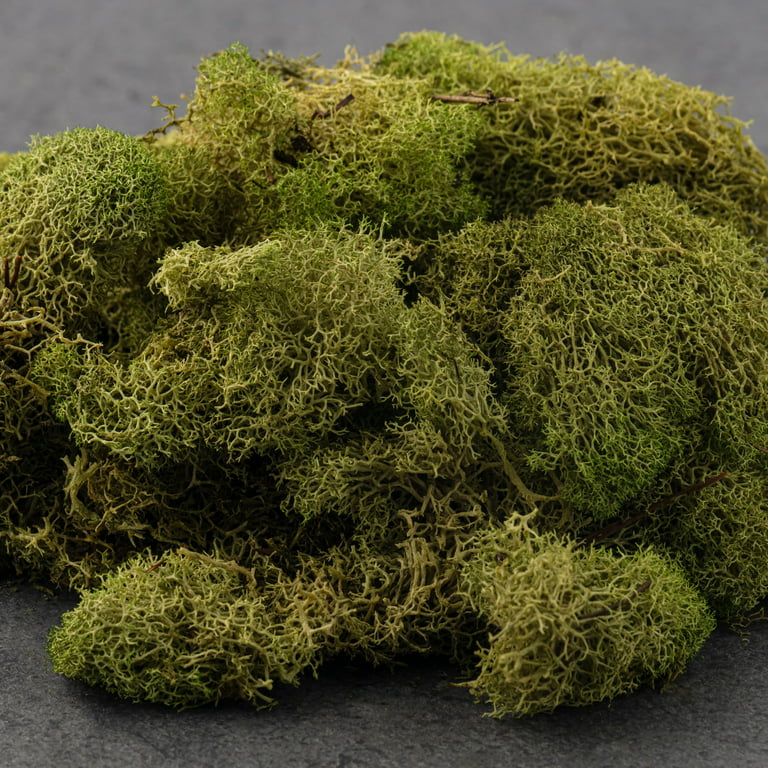 Garden Moss - Floral Moss, Large 67 Cu. In. Pack - NEW!