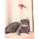 thumbnail image 5 of 1pc Feathered Self-Playing Bell Toy With Bell For Cats, Random Color, 5 of 5
