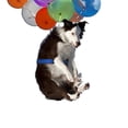thumbnail image 3 of Paquete de 2 o 3 colgantes de adorno para coche con globos de colores para perro 2 piezas SM SunniMix Colgante colgante de coche, 3 of 7