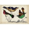 thumbnail image 2 of Unknown 24x17 White Modern Wood Framed Museum Art Print Titled - Tropical Bird Trio II, 2 of 4