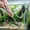 180cm, variant on Aquarium Sand Cleaner, Handheld Siphon Water Pipe for Fish Tank Maintenance, Perfect for Large Aquariums to Clean Gravel and Remove Fish Waste, Manual Operation with Strong Suction,Fish Waste Cleaner