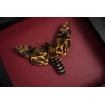 thumbnail image 2 of Death Head Moth Framed Art Shadow Box Gothic Wall Decor Entomology Display Wooden Frame Witchy Home Accent K18-01-DO, 2 of 5