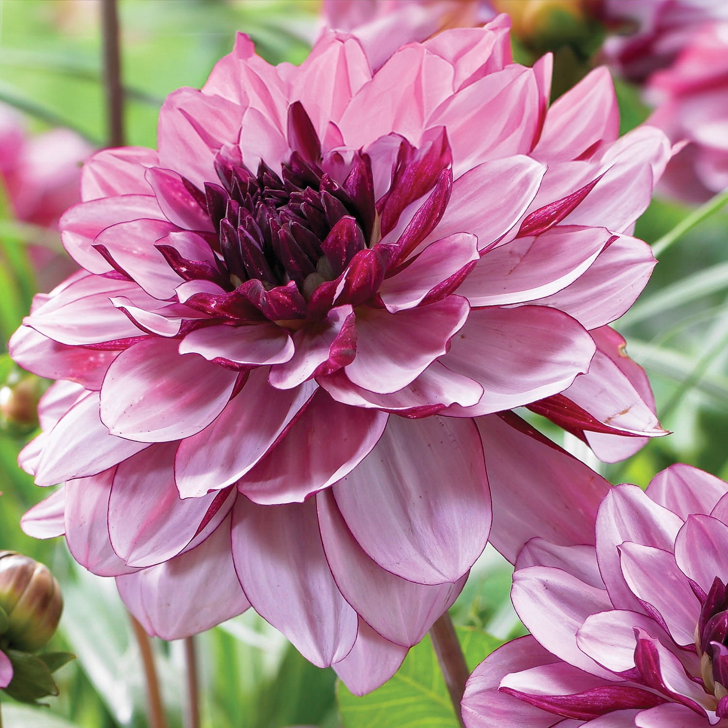 Expert Gardener Dahlia Crème De Cassis (Set of 2 Dormant Bulbs) Full Sun, Purple, Annual