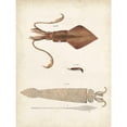thumbnail image 3 of Dekay 15x18 Black Modern Framed Museum Art Print Titled - Ocean Curiosities II, 3 of 5