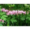 10 BLEEDING HEART PINK Old Fashioned Dicentra Formosa Shade Flower