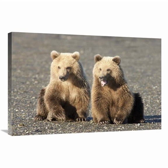 24 x 36 in. Grizzly Bear Cubs, One Yawning, Katmai National Park, Alaska Art Print - Matthias Breiter