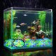 thumbnail image 3 of 50 Piedras Brillantes para Decorar Acuarios con Forma de Trozos de Hielo | Rocas de Paisaje con Luz Nocturna para Peceras | Resina Segura para Acuarios de Agua Dulce y Salada, 3 of 3