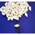 thumbnail image 3 of 4 oz (300) Tiny White Nassa Mini Shells (1/4-5/8") Beach Arts Crafts Hobby, 3 of 3