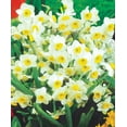 Chinese Sacred Lily Paperwhites 10 bulbs