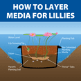 thumbnail image 4 of The Pond Guy Planting Media, Outdoor Water Garden Plant Medium, Grow Lily, Lotus & Aquatic Plants, Substrate Seeds Beneficial Bacteria, 8 Quarts (2x 4qt/approx. 6 lb Bags), 4 of 9