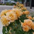 thumbnail image 6 of At Last® Rose, 6 of 8