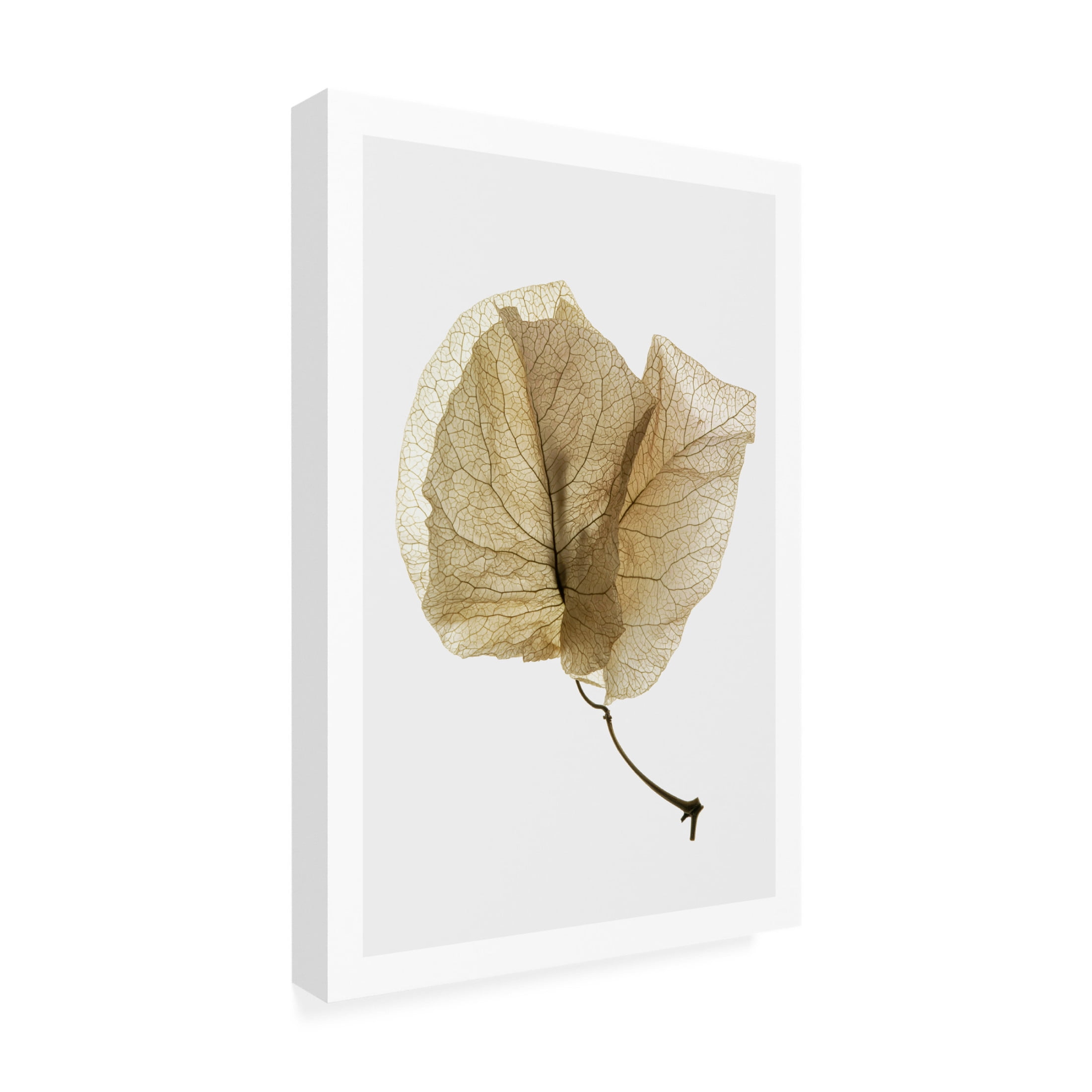 Trademark Fine Art Shot by Clint Bougainvillea Study No3 Canvas Wall Art