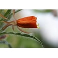 thumbnail image 5 of 10 SUNSET BOULEVARD PRIMROSE Orange Evening Blvd Oenothera Versicol Flower Seeds, 5 of 5
