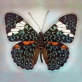 thumbnail image 2 of Reynolds, Richard 20x20 White Modern Wood Framed Museum Art Print Titled - Cracker Butterfly, 2 of 4