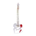 thumbnail image 2 of Modelo de vertebral Humana Baoblaze esqueleto Detallado Educativo Estilo C, 2 of 8