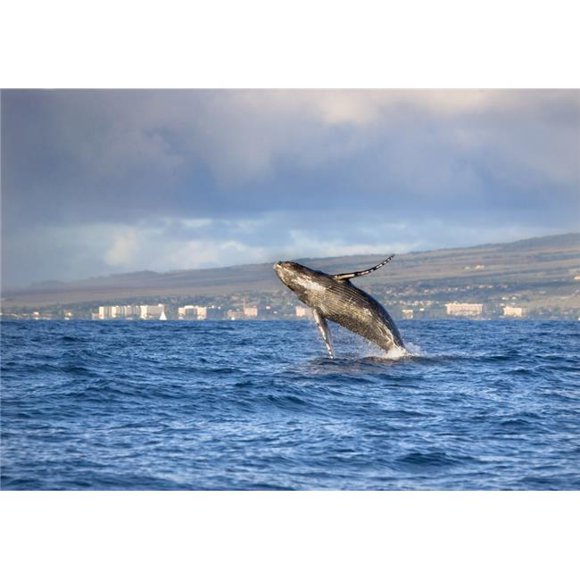 Hawaii Maui Kaanapali Humpback Whale Breaching with Island in The Background Poster Print, 36 x 26 - Large