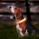 thumbnail image 5 of Fiudx Collar Led para Perro, Recargable Por Usb, con Luz Brillante, Tres Modos de Flash, Impermeable y Ajustable, Ideal para Paseos Nocturnos, Naranja, Amarillo, Verde y Negro, 41 X 41 X 2,5 Cm., 5 of 6