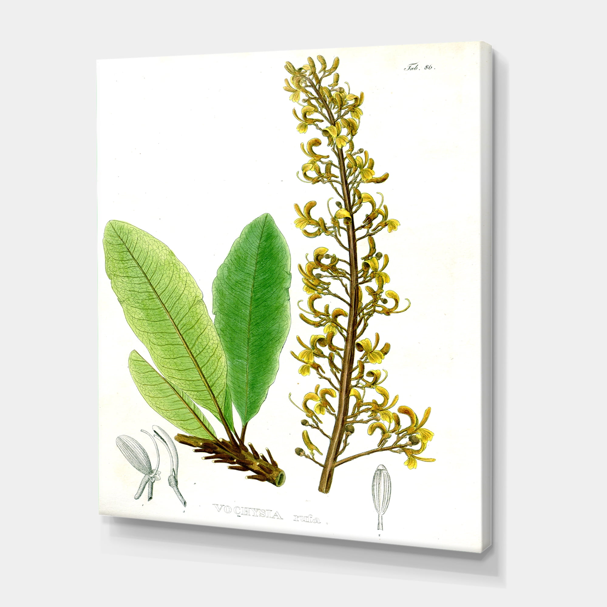 Designart ' Ancient Brazilian Plant IV ' Traditional Canvas Wall Art Print