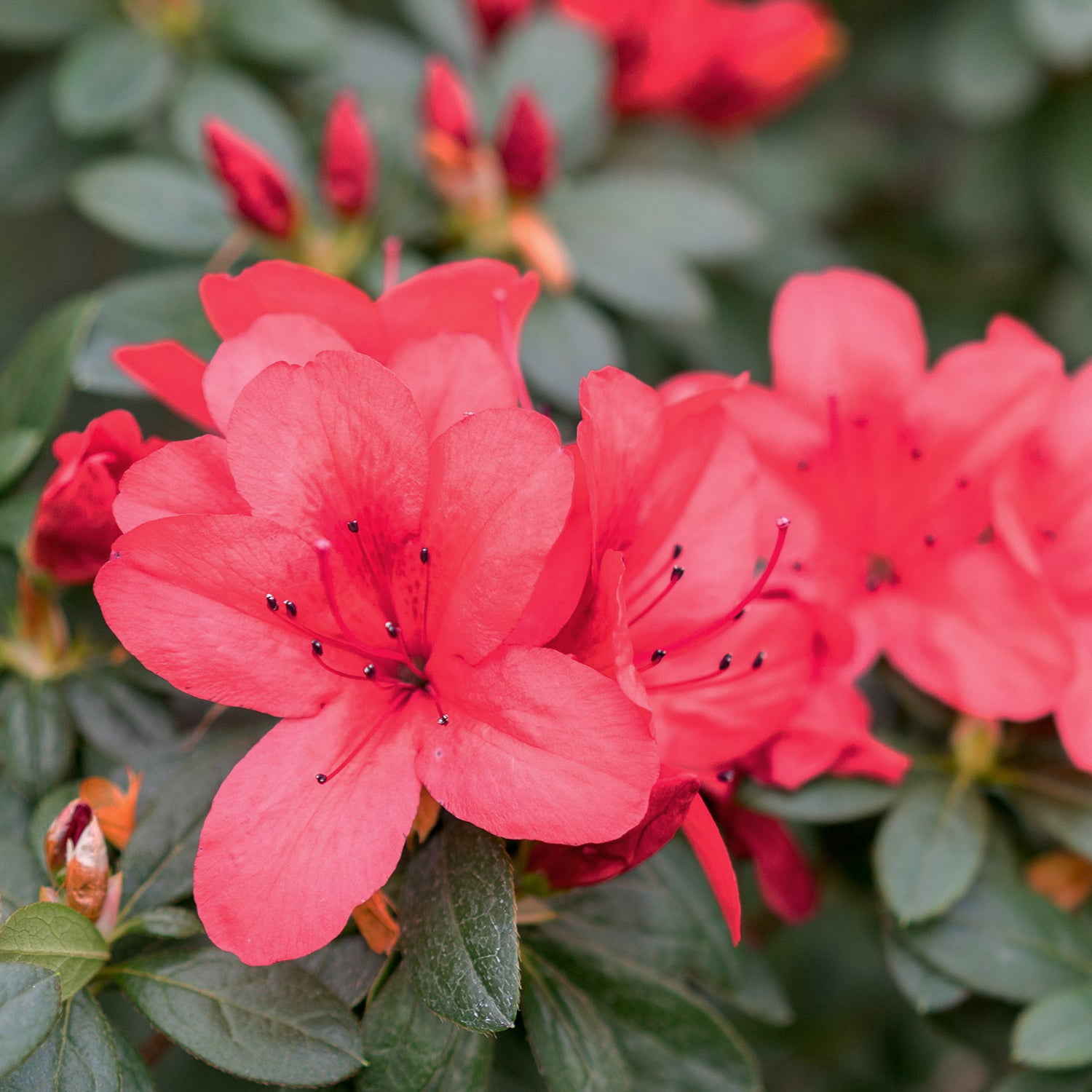 Encore Azalea Autumn Ruby Live Shrub in 3-Gallon Grower Pot
