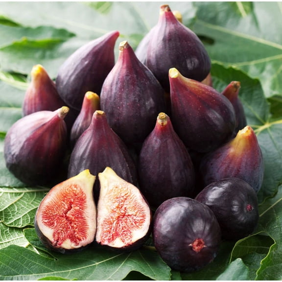 Chicago Hardy Fig Tree Plant Live for Planting, Live Ficus Carica Fruit Tree 4 to 6 Inch Tall