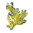 thumbnail image 2 of Vess, June Erica 15x18 White Modern Wood Framed Museum Art Print Titled - Citron Sea Kelp IV, 2 of 4