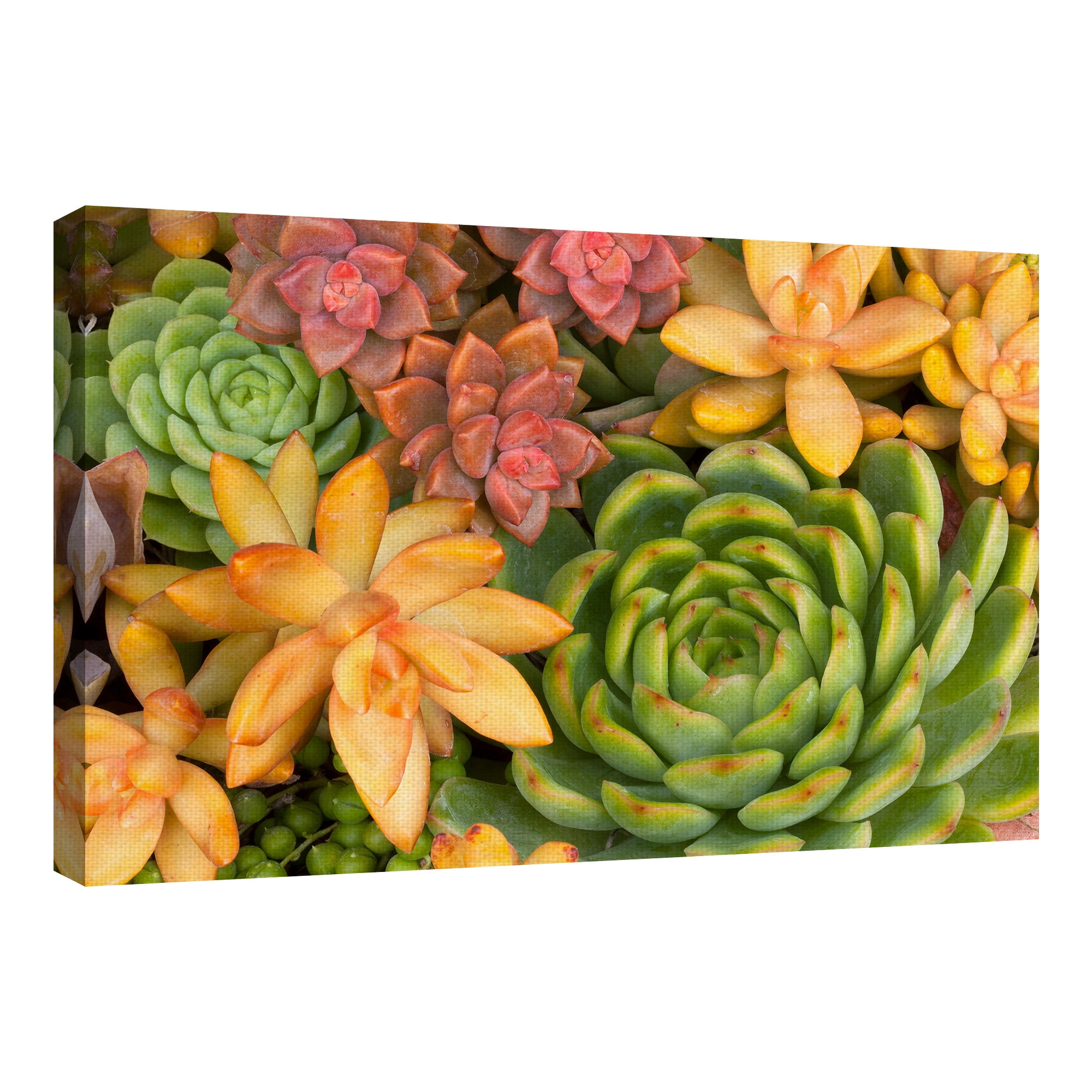 Masterpiece Art Gallery Desert Colors I Succulent By Robin Constable Hanson Canvas Art Print 24" x 36"