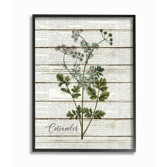 Stupell Industries Coriander Vintage Herb Kitchen Dining Room Word Collage Design Framed Giclee Texturized Art by Kimberly Allen