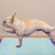 thumbnail image 4 of Dog Summer Nest Pet Sleeping Cushion Cat Summer Pad Puppy Sleeping Mat Summer Cooling Mat, 4 of 4