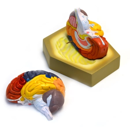 Eisco Labs Colored Human Brain Model - Life size price history on PriceWatchPro
