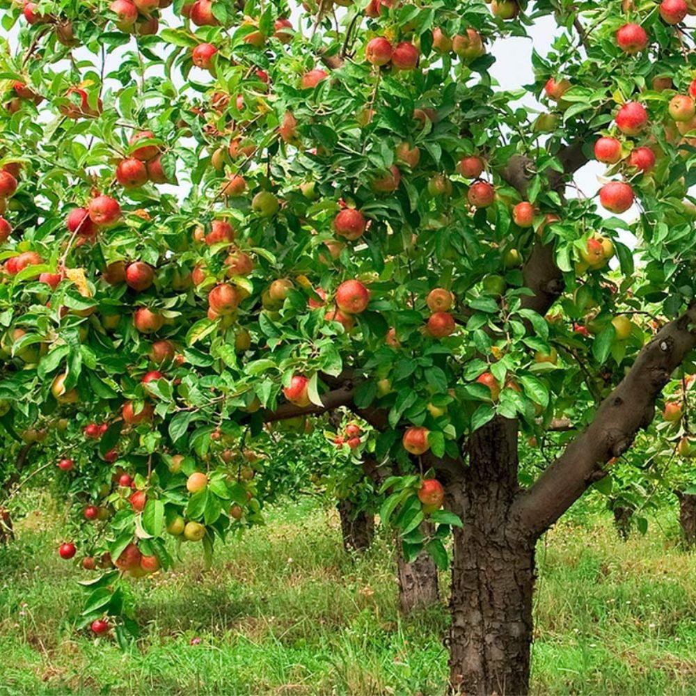 Expert Gardener 1-2 ft. tall Braeburn Apple Live Tree in 1- Gallon Grower Pot