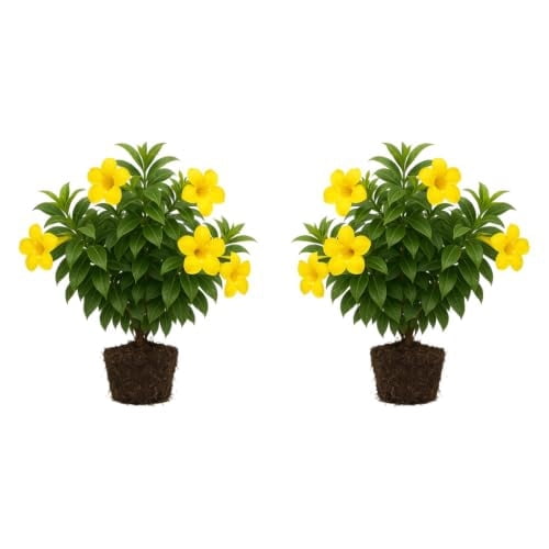 Dwarf Allamanda Live Starter Plants - 2 Pack, Full Sun, USDA Zones 10-11, Ships Bare Root