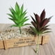 thumbnail image 3 of Plantas suculentas artificiales, hierba de loto, agave, plantas decorativas realistas n. degree 18, 3 of 9
