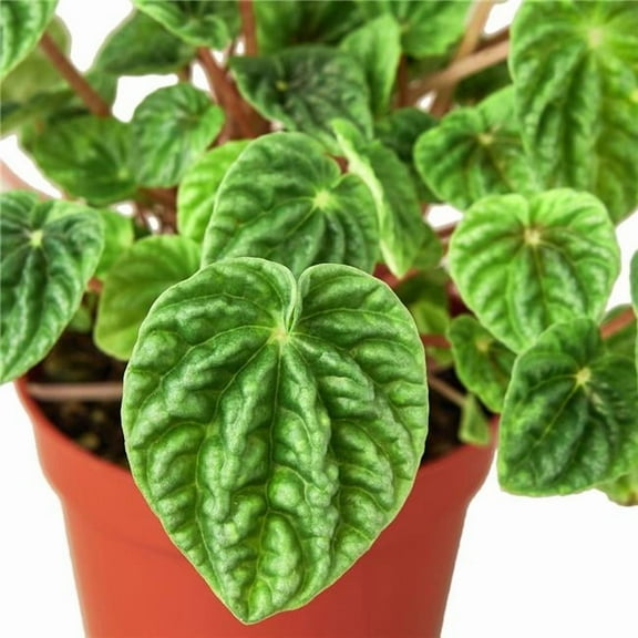 House Plant Dropship 6-PEPEROMIA-CAPERATA.RIPPLE 6 in. Peperomia Ripple Pot