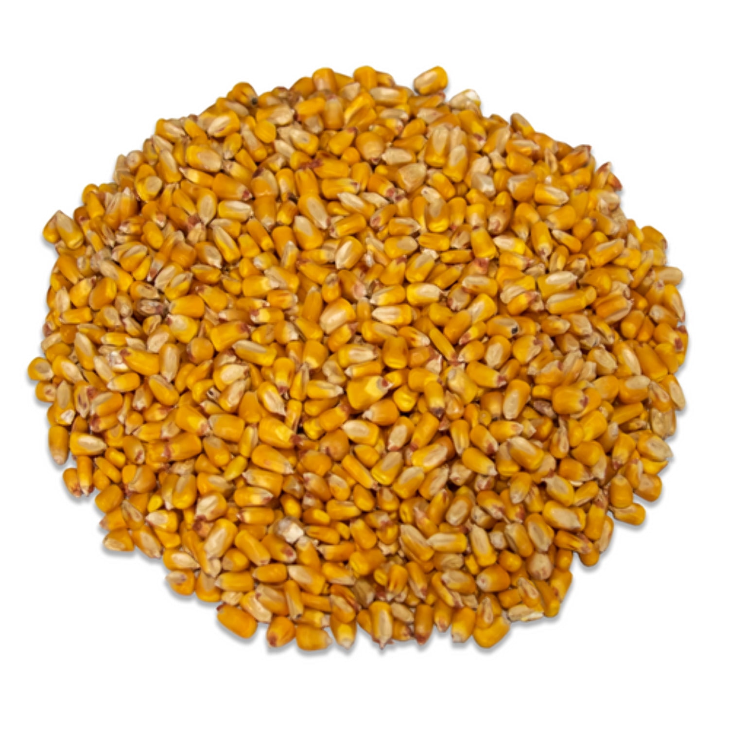 JCS Wildlife Critter Corn - Loose Shelled Corn 40 lbs - Grown in Southern Indiana