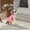 F, variant on Pet Supplies Warm Cozy Knitwear for - Stylish Outerwear Designed for Cold Weather Comfort and Outdoor Winter Adventures