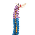 thumbnail image 5 of 3pcs 45cm with Pelvic Human Anatomical Anatomy Spine Spinal Column Model Teaching Resources for Students, 5 of 5