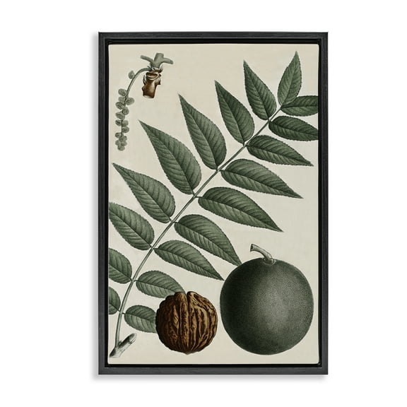 Stupell Industries Vintage Walnut & Leaf Plants & Flowers Painting Black Floater Framed Canvas Art Print Wall Art, 17 x 25