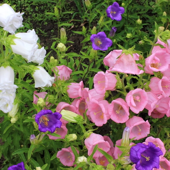 Campanula Flower Seeds - Cup and Saucer Mix - 250 Mg Packet ~500 Seeds - Perennial Flower Garden Seeds - Campanula medium