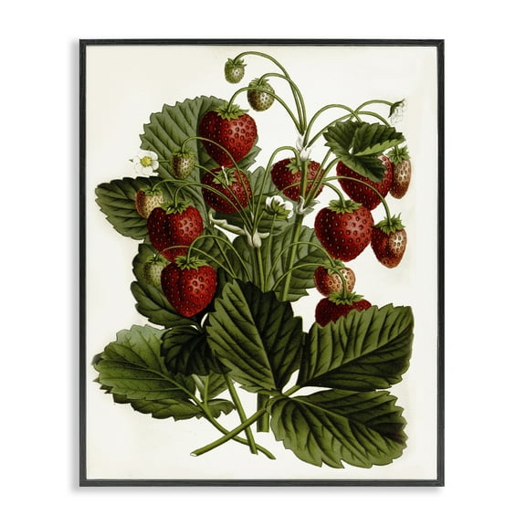 Stupell Industries Strawberry Plant Study Food & Beverage Painting Black Framed Art Print Wall Art, 11 x 14