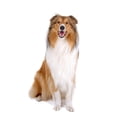 thumbnail image 2 of Rough Collie Scottish Scottish Wall Decal by Wallmonkeys Peel and Stick Graphic (18 in H x 12 in W) WM10603, 2 of 4
