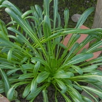 Mustard Seeds - Mibuna - Green Spray - Hybrid - 1 Oz ~7500 Seeds - Non-GMO, F1 Hybrid - Asian Garden Vegetable & Herb Gardening