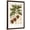 Brown Frame, variant on Art.com Botanical Drawing of Coffee Plant Art Print, 12" x 18"