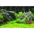 thumbnail image 3 of Suplemento de crecimiento Seachem Flourish Advance 500 ml - Planta acuática, 3 of 3