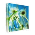 thumbnail image 2 of Trademark Fine Art 'Daisies II' Canvas Art by Ingrid Blixt, 2 of 4