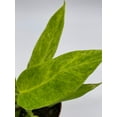 thumbnail image 4 of Philodendron Calkins Gold, 4 inch, Rare Philo, 4 of 9